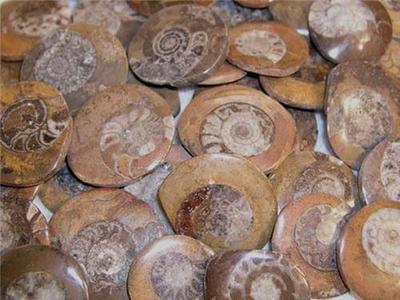 Ammonites 50 million years old 5 piece lots polished on both sides N.Africa