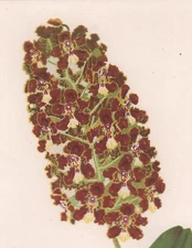 Orchid ODONTOGLOSSUM, CORONARIUM MacFarlane Chromolithograph 1901 Matted Print