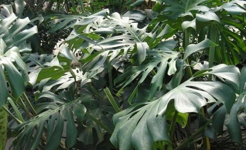 PHILODENDRON MONSTERA