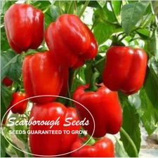 SCARBOROUGH SEEDS GIANT DEEP RED SWEET BELL PEPPER  50 SEEDS, SOLID FLESH