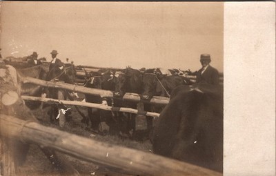 Postcard Real Photo RPPC Herd of Cattle Behind Wooden Fence Unposted