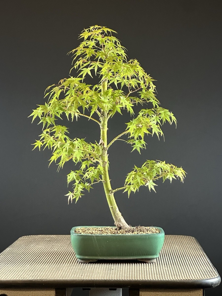 Japanese Maple Dwarf Select Bonsai | eBay