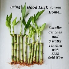 10 Lucky Bamboo 6" 4" Indoor Plant, Valentine Gift,  Free Gold Wire, Free Ship
