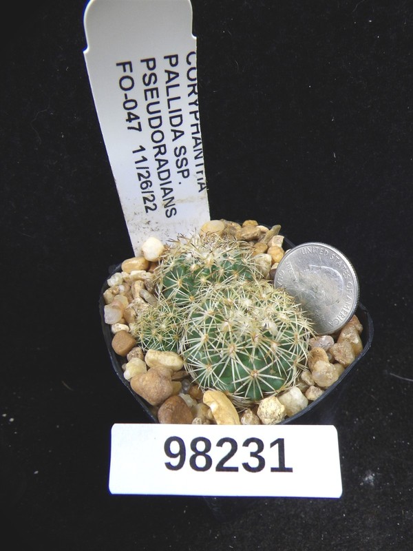 Coryphantha pallida ssp pseudoradians FO 047 3 Seedlings Live Cactus Plant 98231