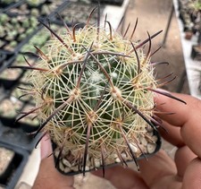Echi-nomastus unguispinus from see-d (A Euphorbia Copiapoa dorstenia