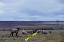 Photo 6x4 Rams at dusk, Baltasound Voesgarth  c2014