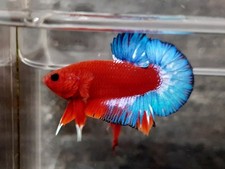 Red Hellboy LIVE betta fish top quality ready pair shipping worldwide