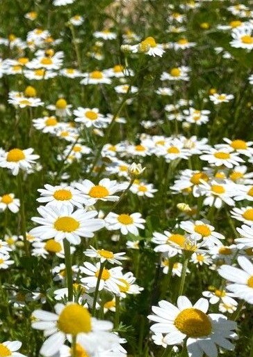 500 Roman Chamomile Seeds - Chamaemelum Nobile - Non-GMO Medicinal Her – O'Neill Seeds - Foto 2