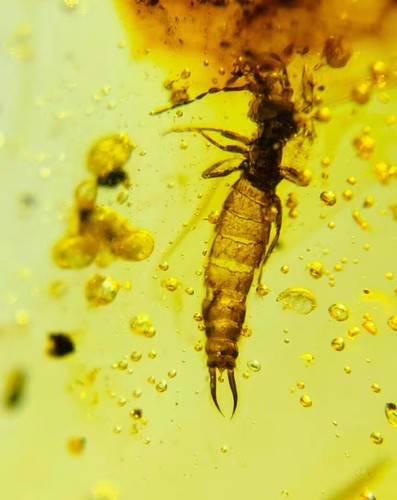 Cretaceo fossile birmano ambra burmite orecchino insetto ambra fossile Myanmar - Foto 5 di 5