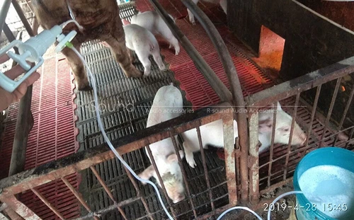 1PCS 200ML Goat Sheep Milking Hand Milker, Animal uterine irrigator - Photo 8/8