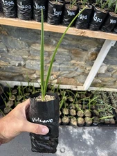 Med Fan Palm ‘Vulcano’ Seedling!!!