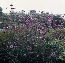 Verbena bonariensis      1,000 seeds