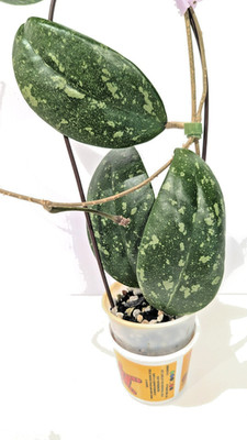 Hoya sp. Ko Chang Island IML 1508 with peduncles & new grow
