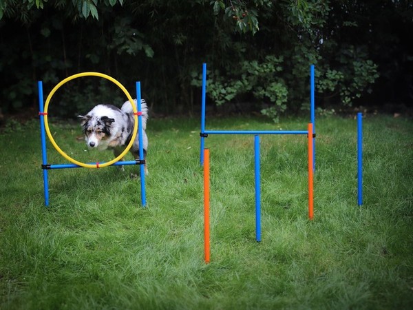 Hunde Agility Training Set, Hundetraining, Hundeparcour Einsteiger-Set-image