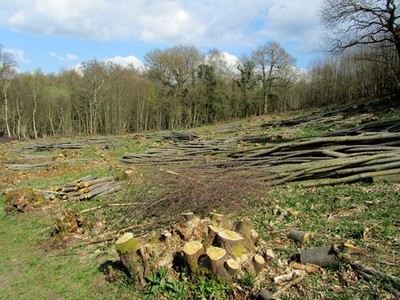 Foto A2 Bäume in Hoathybank Waldschlacht gefällt \/TQ7416 A Szene Zeuge c2013