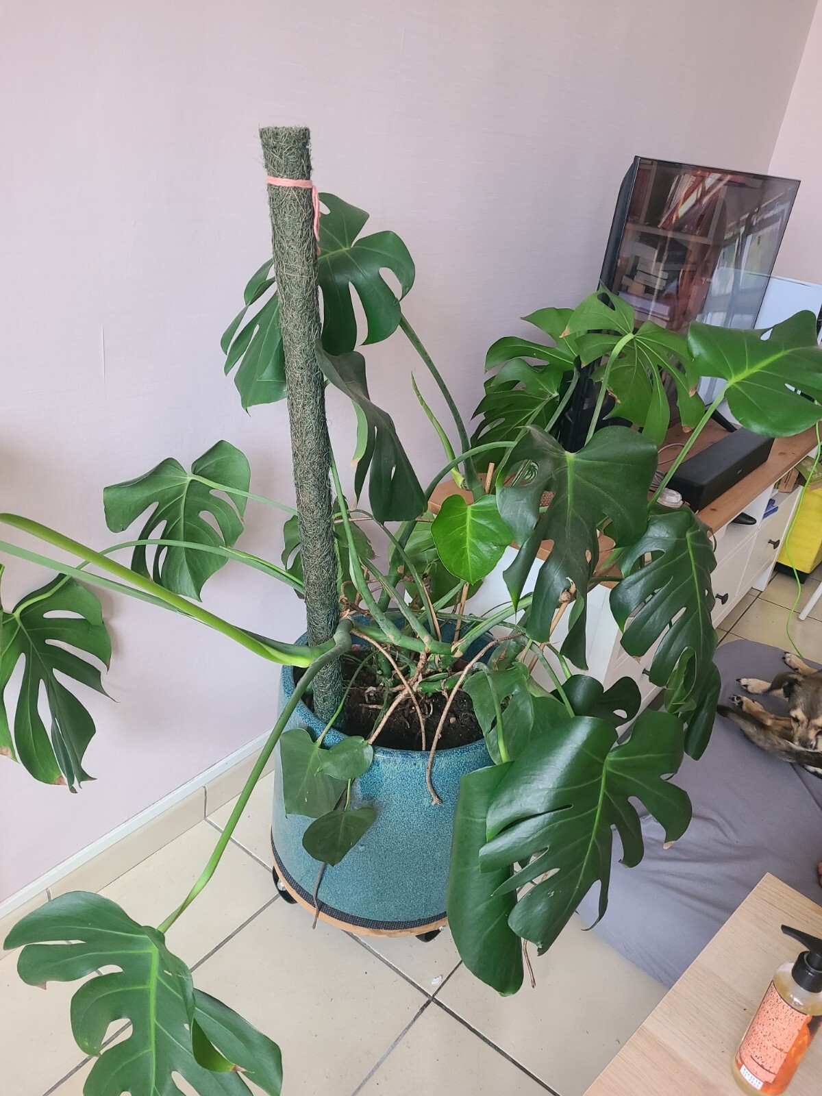Lot de plantes d'intérieur pour salon lumineux et bureau verdoyant