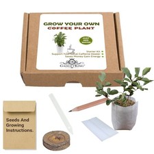 GROW YOUR OWN COFFEE PLANT TREE GIFT FOR HIM HER INDOOR WINDOWSILL SEEDS KIT