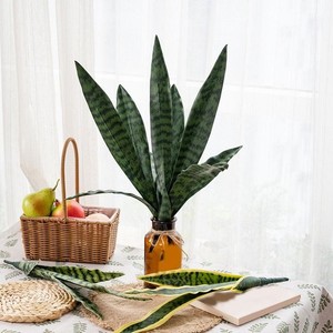 jet diamond peace lily Spathiphyllum cochlearispathum variegated 'Jet Diamond' main image 1