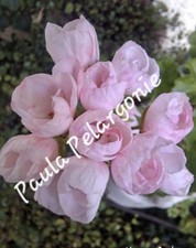 Pelargonie Geranie 🌸" HANNA ANDREA"🌸 bew. Steckling