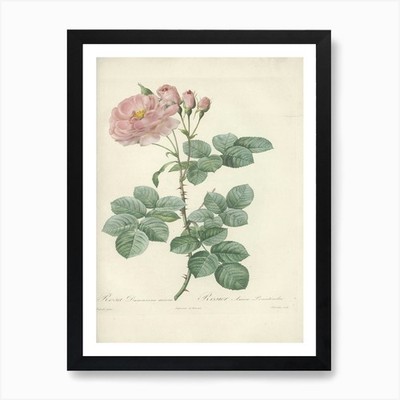 Rose Illustration, Pierre Joseph Re gerahmtes Wandbild Poster Leinwanddruck Bild