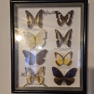 Malaysian Butterfly Display Collection in Wood Glass Picture Frame