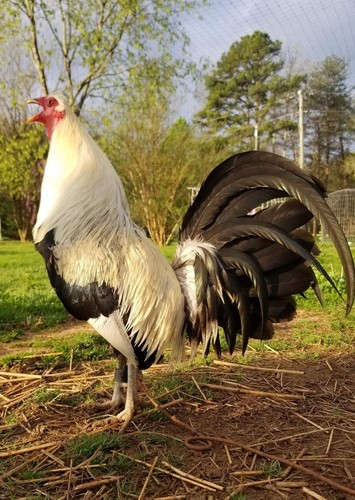 10+ Pure  Harold Brown Grey Chicken  Eggs