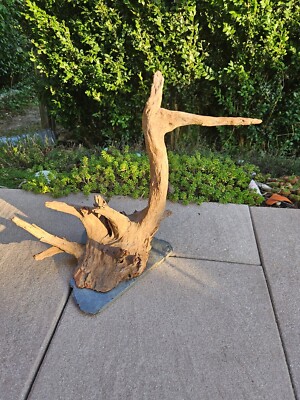 Sera Scaper Wood L auf Schieferplatte Wurzel 33x20x28cm Holz für Welse Aquarium