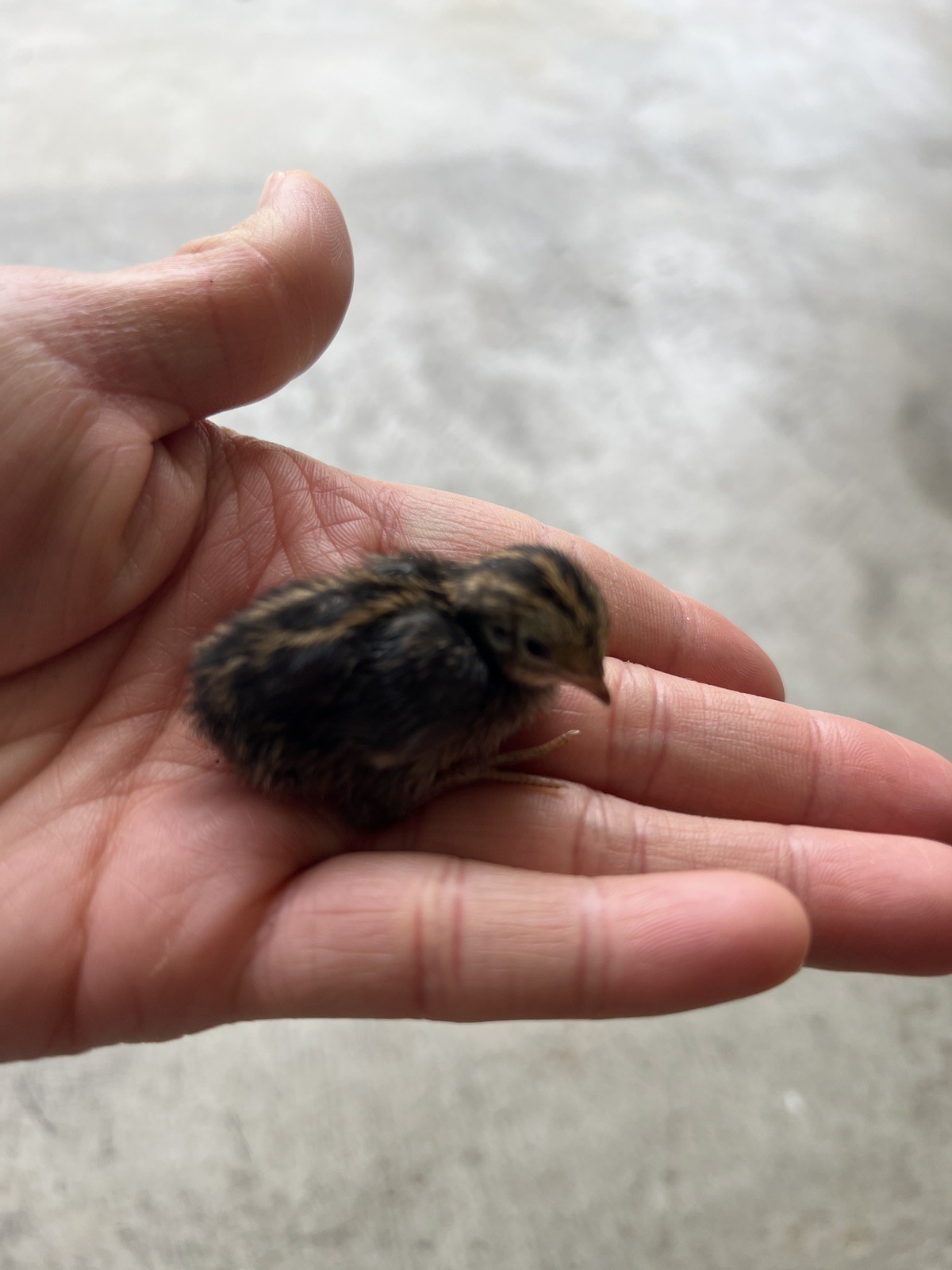 button quail hatching eggs