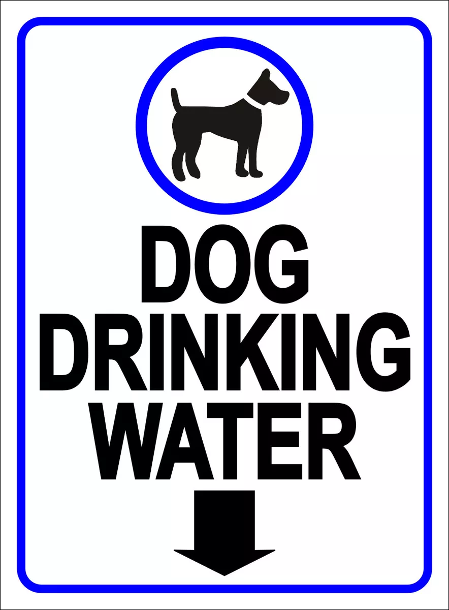 Dog will not clearance drink water from bowl