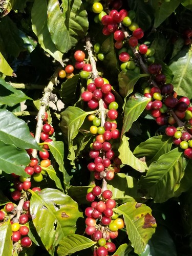 Jamaica Blue Mountain Coffee Green Bean Certified 100% Only Grade One. 1LB - Picture 8 of 15