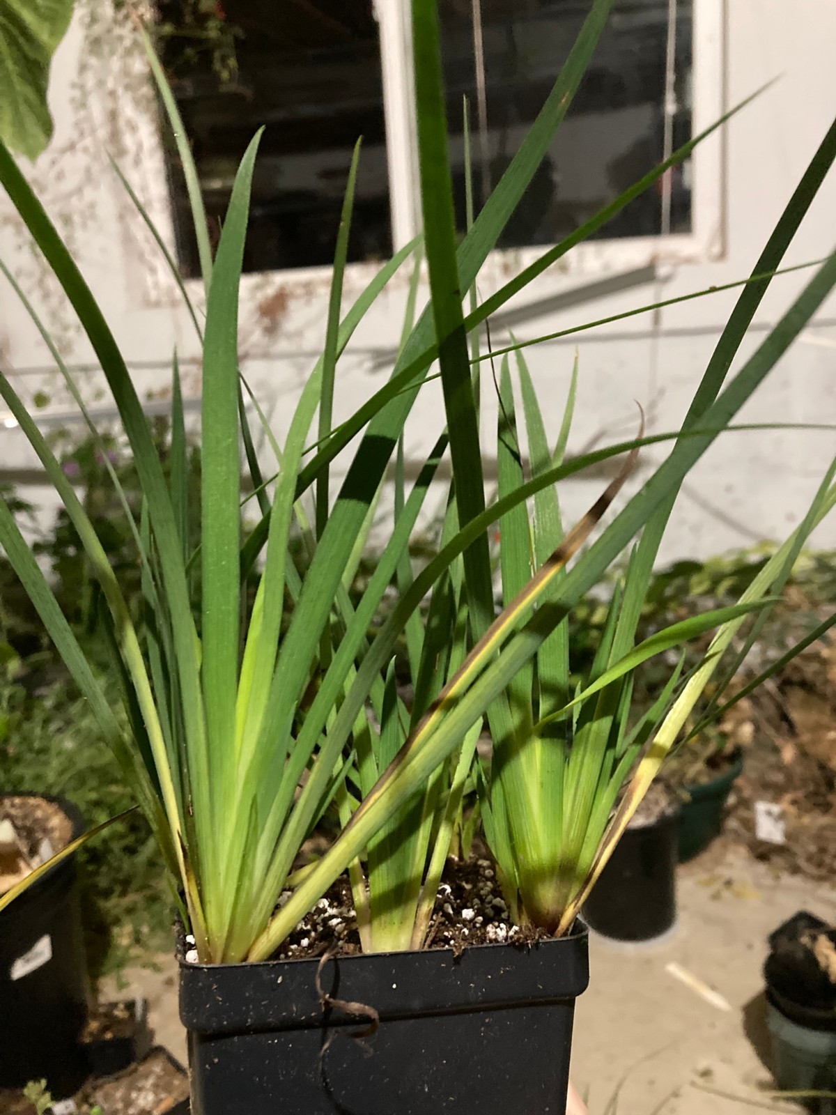Sisyrinchium angustifolium, Blue-eyed Grass Ornamental Temperate Flowering Plant