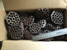 LOTUS PODS Flowers Dried Top Quality LG size LOT-of-15 FRESH Isopods Bioactive 