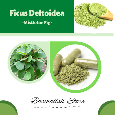CAPSULES Mistletoe Fig Mistletoe Rubber Plant Rusty-leafed Bush Fig Mas Cotek