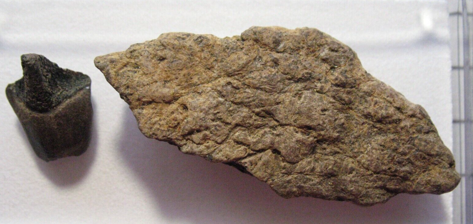 Cretaceous Hell Creek Triceratops dinosaur tooth, frill bone in display