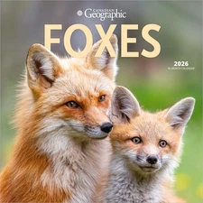 Canadian Geographic Foxes OFFICIAL | 2026 12x24" (Hanging) Square Wall Calendar
