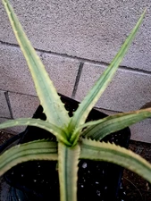 Aloe Arborescens Highly Variegated Plant 8x13 Succulent Cactus