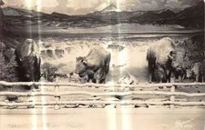 CANON CITY Colorado postcard RPPC USA Sanborn photo X-1433 buffalo grazing