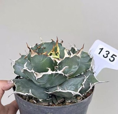 1pcs Pot 14cm  Agave titanota White Whale Random Boutique Garden