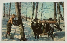 Vintage Postcard ~ Making Maple Syrup in Vermont VT