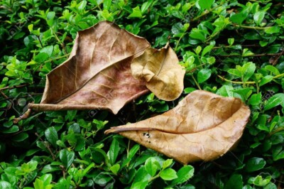 Almond leaves catappa indian ketapang leaf Shrimp betta fish aquarium care 50pcs