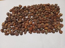 200 graines de Baobab bio 