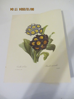P. J. Redoute Flowers PRIMULA AURICULA Botanical Art Print Book Plate 110