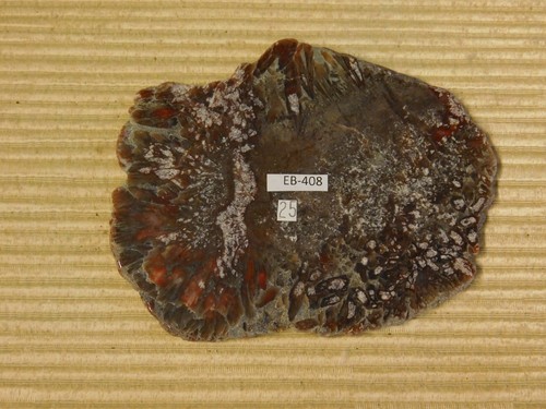 Coprolite Polished Slab for Cabs - Picture 2 of 6