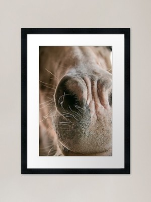 A horse that could not stay still.  Framed Wall Art Poster Canvas Print Picture