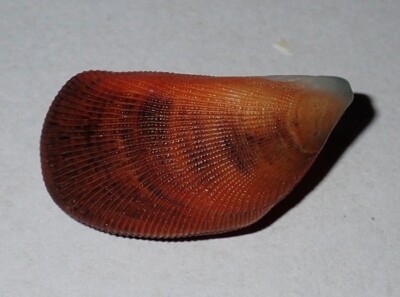 29 mm RARE ORANGE COLOUR Septifer Bilocularis Seashell #AB1 Rawai Island