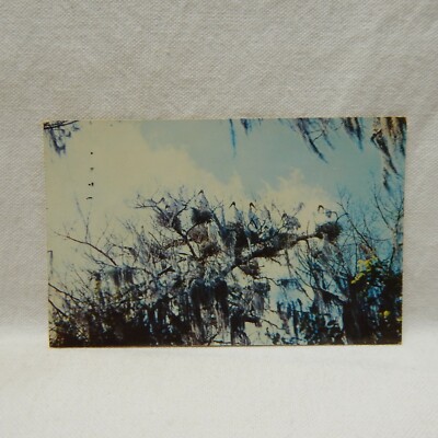 POSTCARD, WOOD IBIB ( AMERICA'S ONLY TRUE STORK ), IMMOKALEE, FLORIDA 