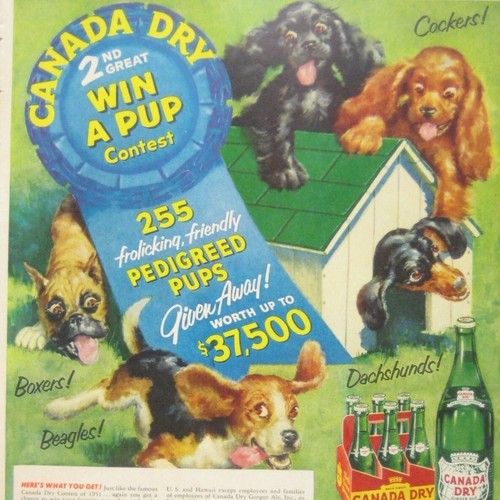 Vintage Canada Dry Win A Pup Contest Advertisement 1950s Pedigreed Puppies Print - Picture 2 of 2