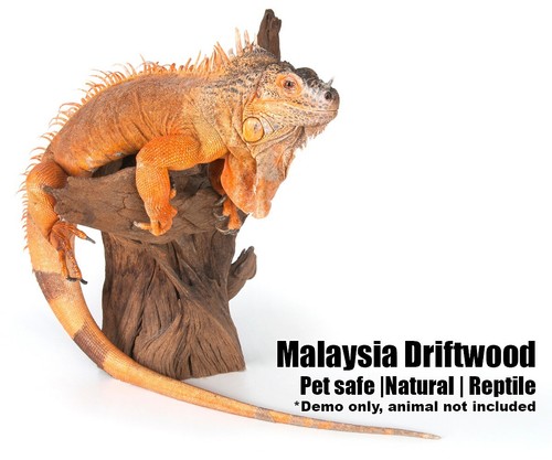 Malaysian Driftwood for Aquarium Fish Tank, Reptile Natural Pet Safe -M 11x8x4 - Picture 6 of 7