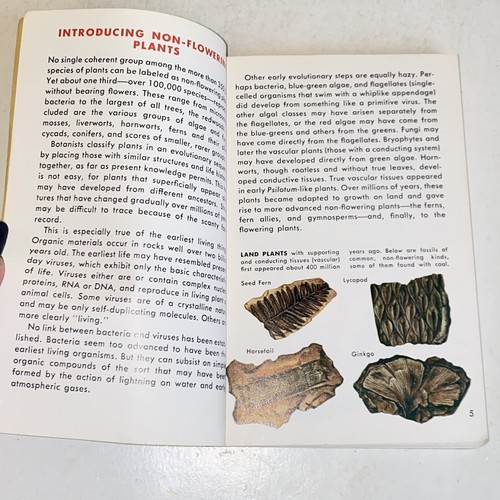 1967 Non-Flowering Plants A Golden Nature Guide Mushrooms Ferns Mosses - Picture 6 of 17