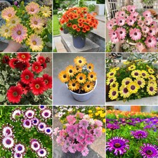 125pcs/pack Daisy Flower Seeds For Planting Beautiful Flower Seeds For Garden